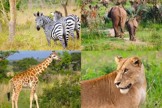 Grand Uganda Signature Expedition
